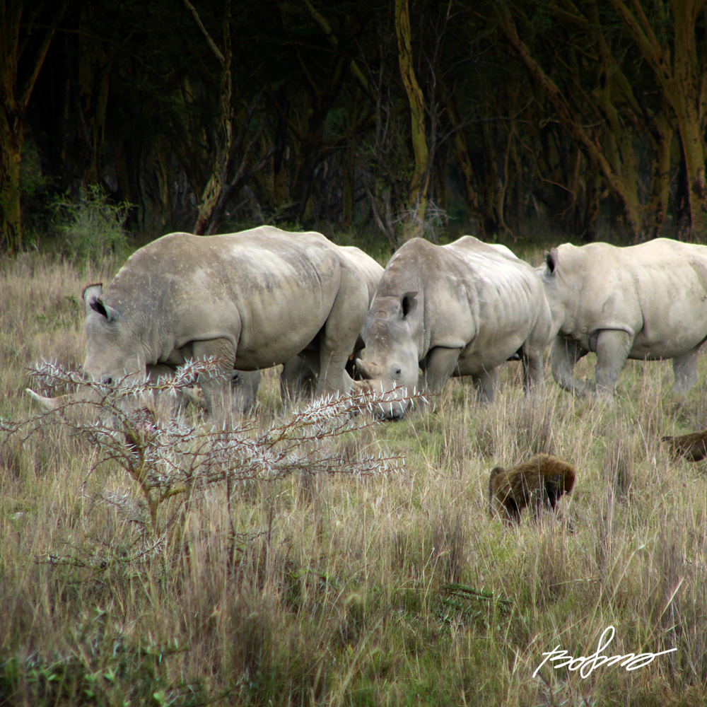 Small rhino herd in Nakuru