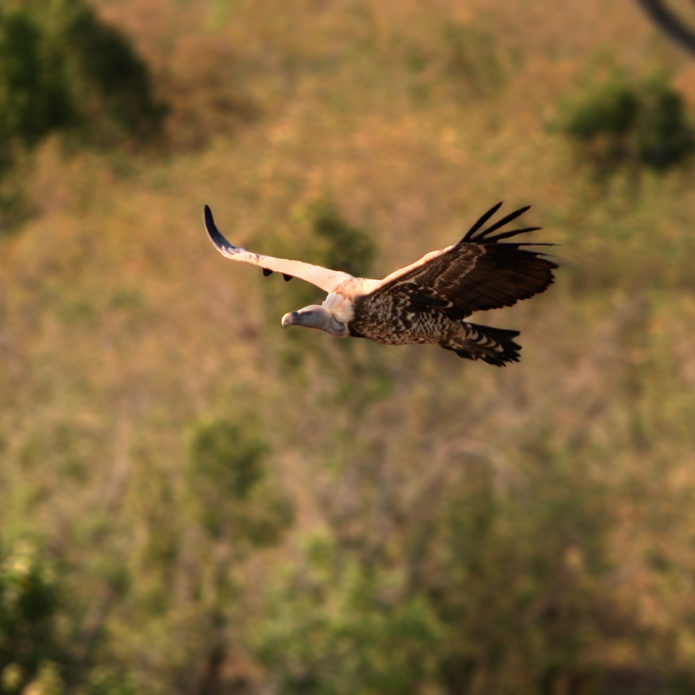 Vulture flying over the savanna