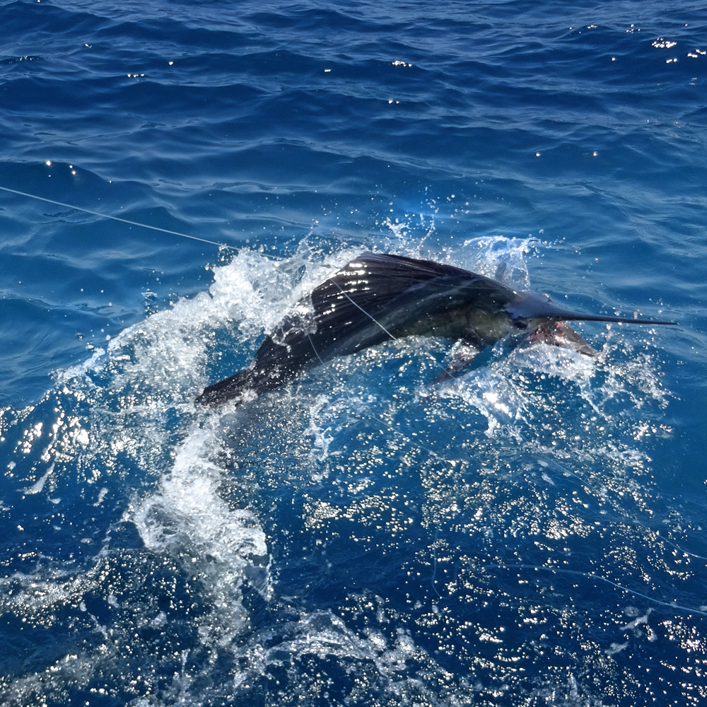 Big Sailfish jumping at the side of the boat