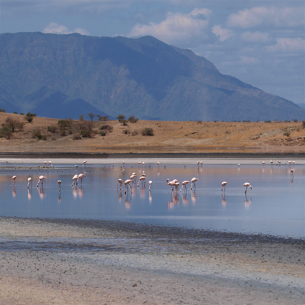 Flamingos with the Shompole in the background