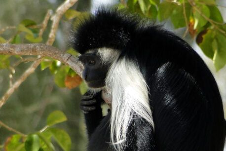 Colobus Monkey south coast Kenya
