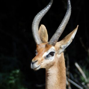 Gerenuk in beautiful light Samburu