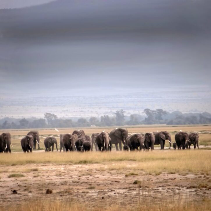 A huge elephant herd on the move in Amboseli National park