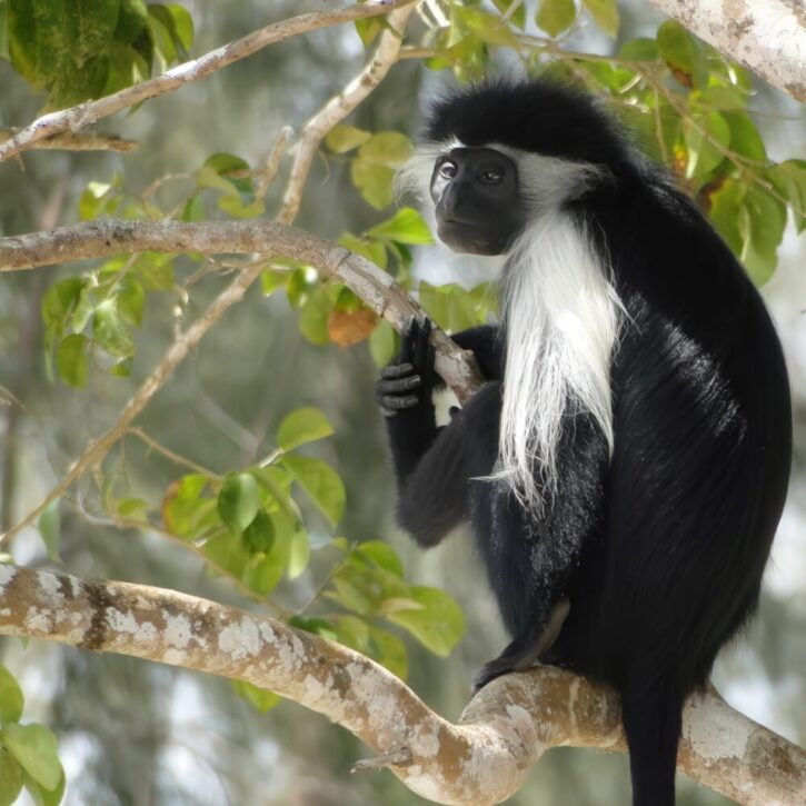 Colobus Monkey south coast Kenya