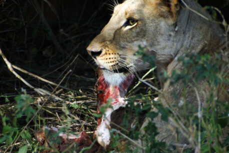 Lion with a kill in a bush