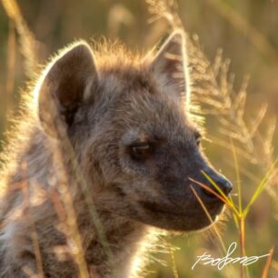 Hyena Masaai Mara