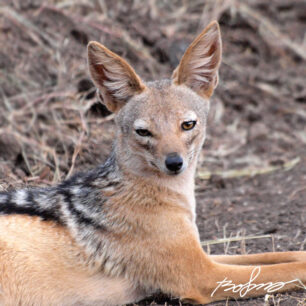 jackal
