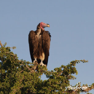 vulture