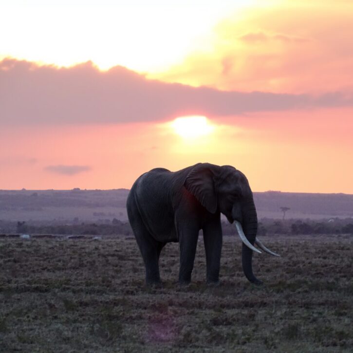 Elephant in the sunset
