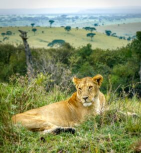 Lioness resting on a small hill in Masai Mara