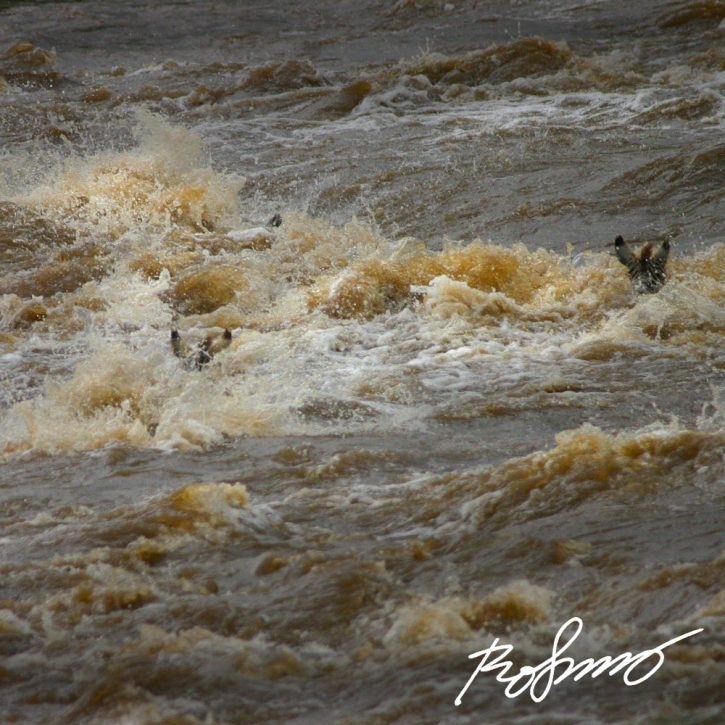 Two zebras fighting for their life in white water