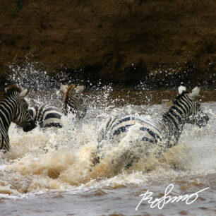 zebras-crossing-mara-river4