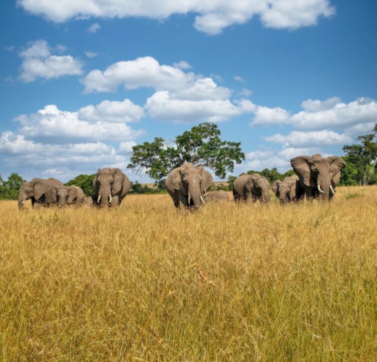 Elephant herd on the move in Mara