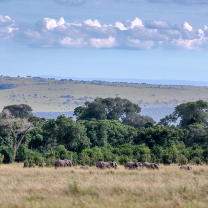 Elephants Mara