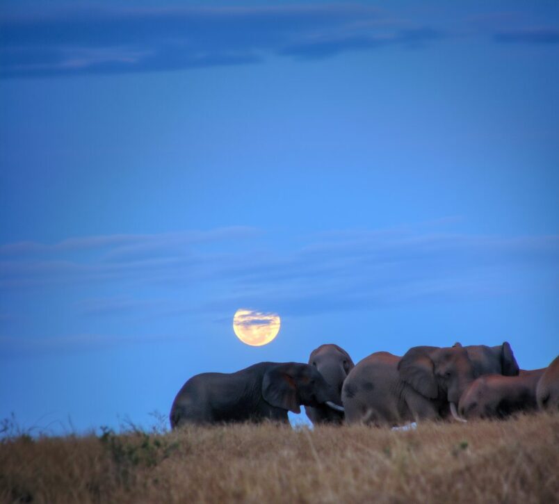Elephants and in front of the raising moon