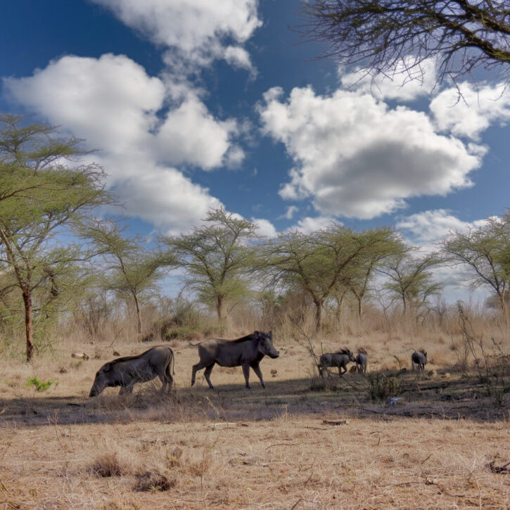 Warthog family foraging for food in the dry bush.