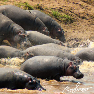 hippo square