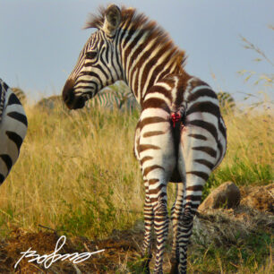 tail less zebra
