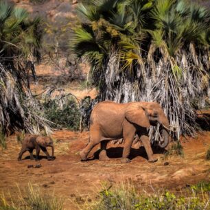Baby and mother elephant in Tsavo east