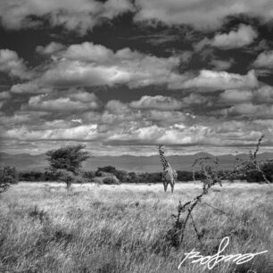 Meru park and the Nyambeni Mountain Range and a giraffe on savanna