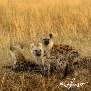 hyena-pups