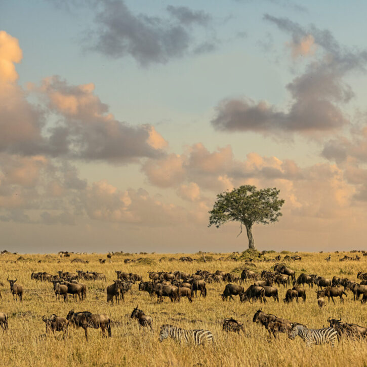 wildebeest Masai Mara