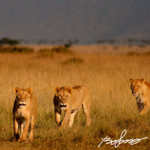 three female