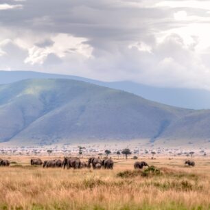 Elephant herd