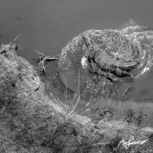 Crocodile in Mara river