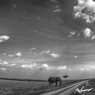 elephant-on-the-road