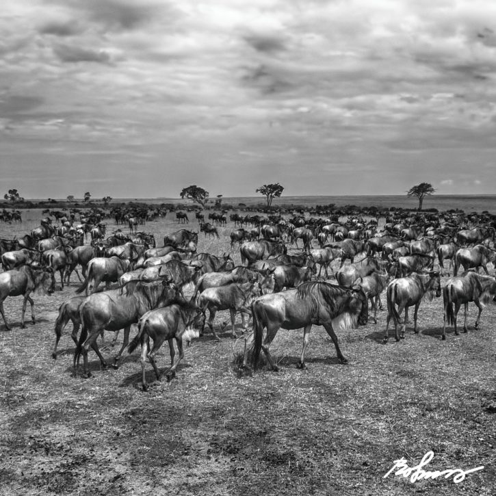 wildebeest-046