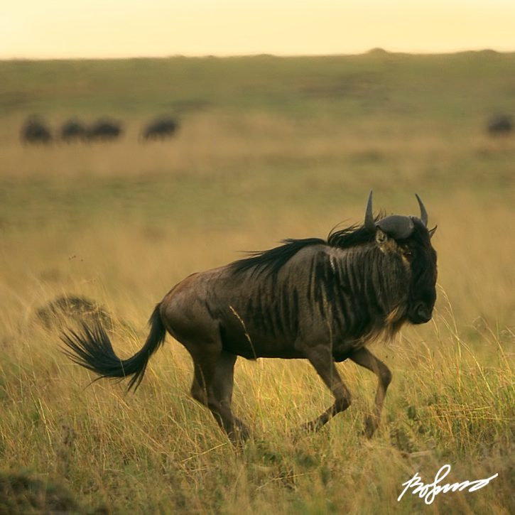 wildebeest-v3