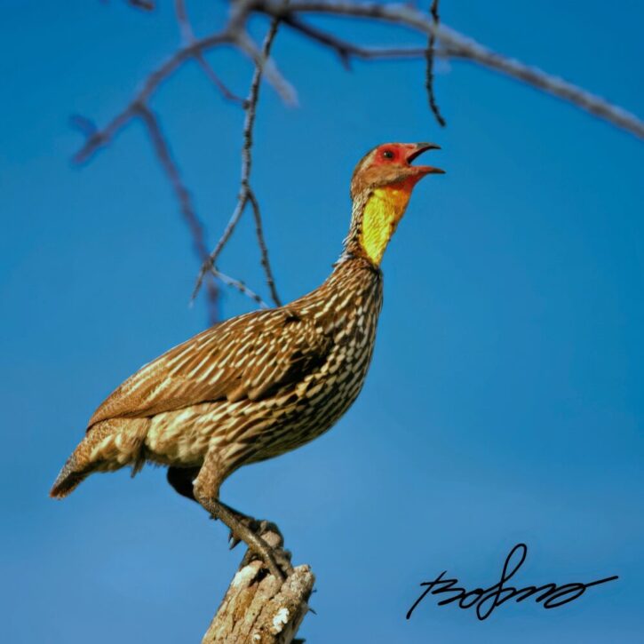 Francolin calling home