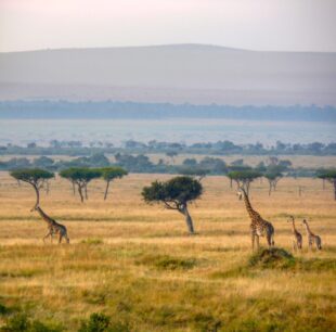 Giraffe mother with two giraffe cubs