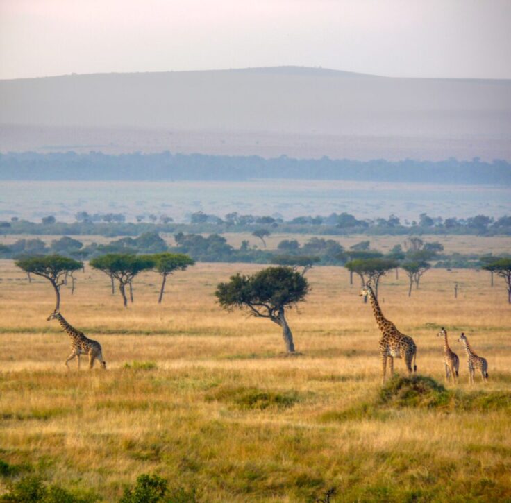 Giraffe mother with two giraffe cubs
