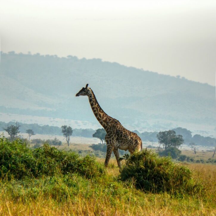 Giraffe with the Mara escarpment as a magnificent backdrop