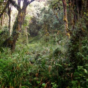 rain-forest-kilimanjaro-1.jpg