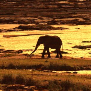 Elephant Tsavo East at the Galana river