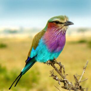 Lilac-Breasted-Roller