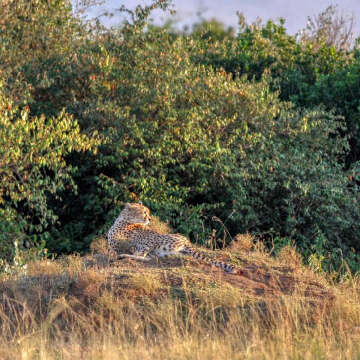 A cheetah surveys its territory