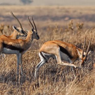 Burnt grass plains of the Mara and three Thomson’s Gazelle