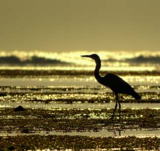 Black-headed Heron