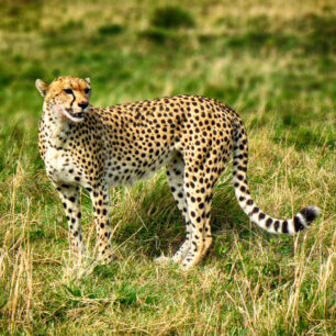 cheeta v2