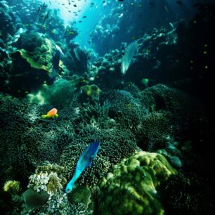 Out on Kisite reef
