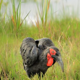 Southern ground hornbill