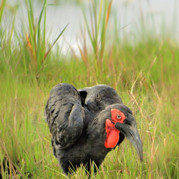 Southern ground hornbill