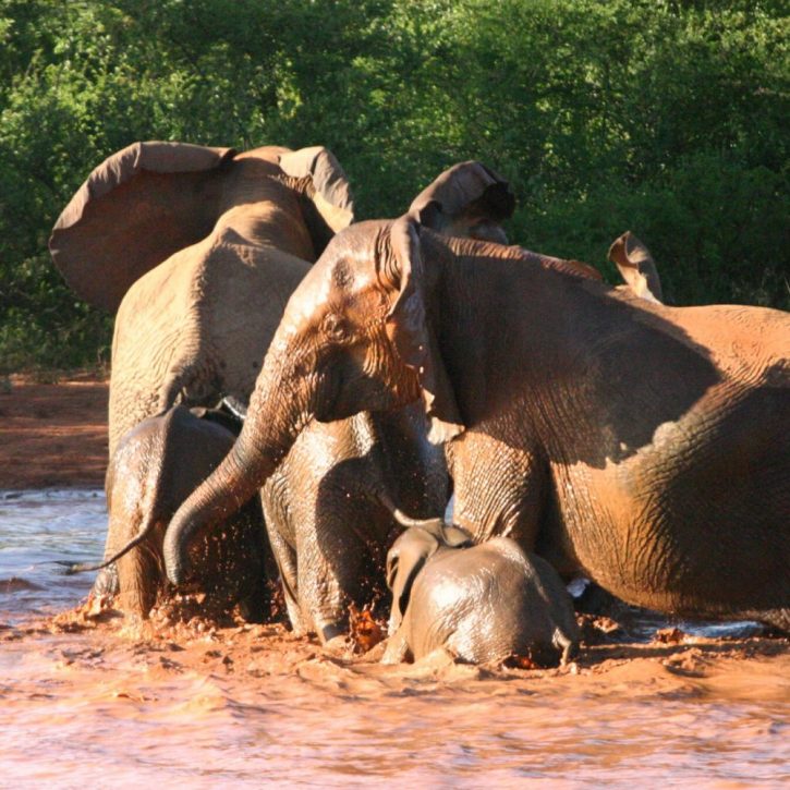 Meru elephants mud bathing