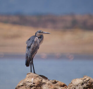 Grey Heron Magadi