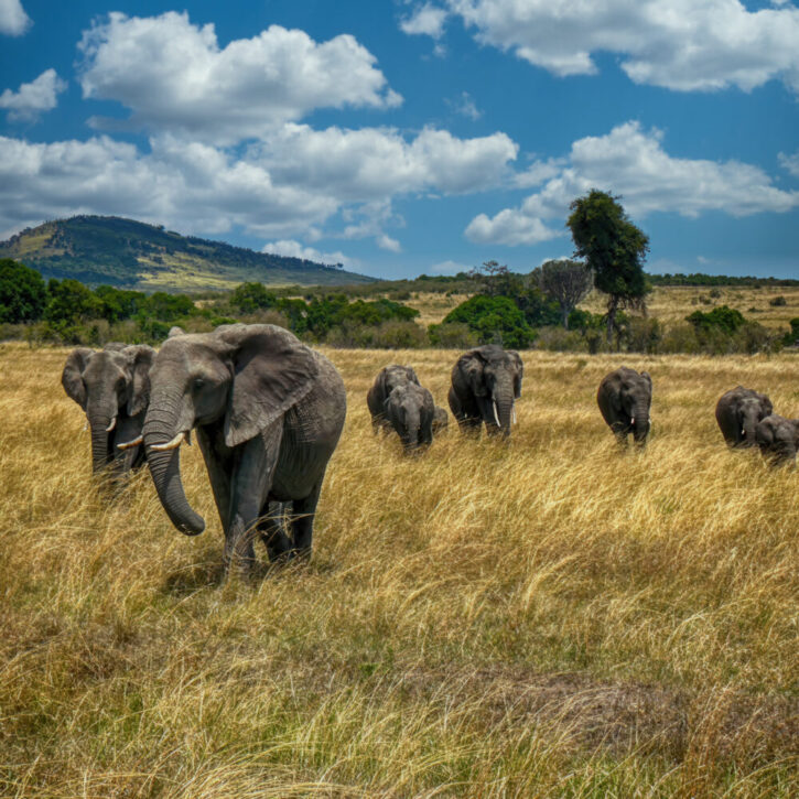 Herd of elephants
