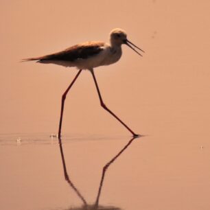 black-winged stilt Lake Magadi